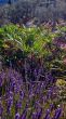 20080713-seillans-0484.jpg