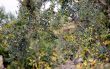 20081114-olivenernte-seillans-03521.jpg