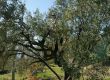 20081116-c-olivenernte-seillans-03732.jpg