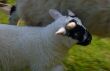 Dateiname=20070525-schottland-0154.jpg
Dateigröße=56KB
Abmessungen: 632x412
hinzugefügt am: 29. Mai 2007 20070525-schottland-0154.jpg
