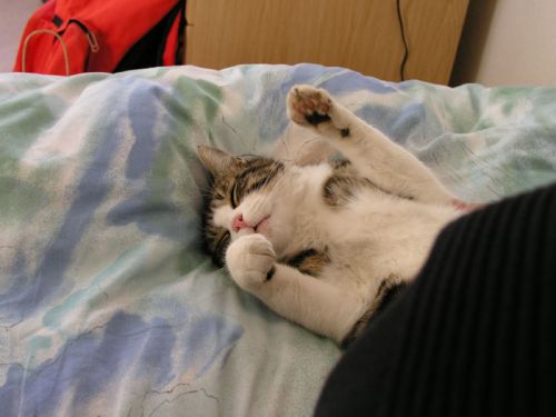 Klicken für Bild in voller Größe