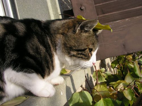 Klicken für Bild in voller Größe