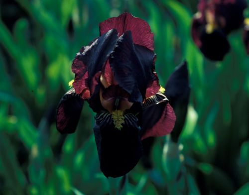 Klicken für Bild in voller Größe