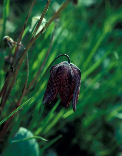 Klicken für Bild in voller Größe