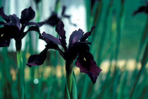 Klicken für Bild in voller Größe