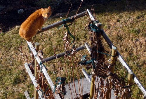 Samstagmorgen, 15. März 2008: Kein Schnee im Garten, dafür Katzen
