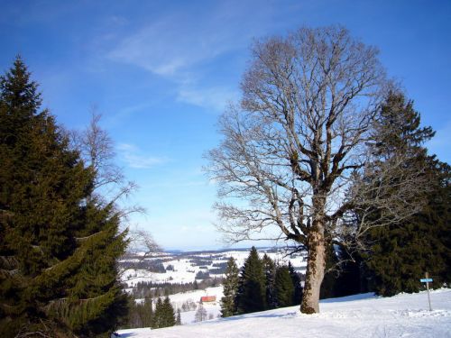 16. Januar 2009

