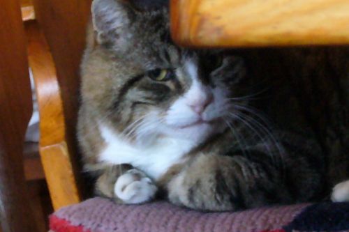 Chrigel, die Hauskatze im Jägerstübli
