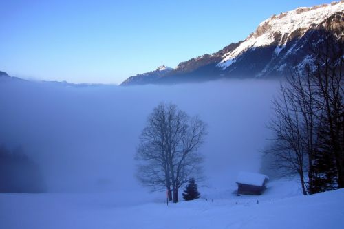 31. Januar 2009
