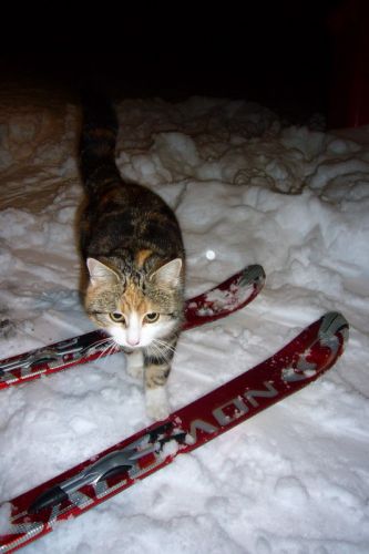 Hier ein Sampler diverser Skiorte im Februar - angefangen mit Linden BE, zwischen Emmental und Voralpen gelegen... mit Parkplatzkatze!
