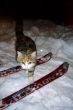 20090209-nachtski-linden-50987.jpg