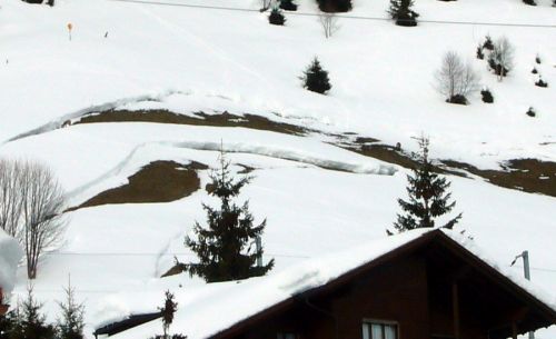 Rehe suchen verzweifelt nach Gras (oberhalb Sedrun-Niriel)
