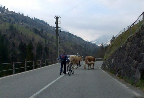 Tja, wir sind nun auf dem Weg nach Adelboden - auf der Kantonsstrasse hats noch ein paar Milchproduzenten
