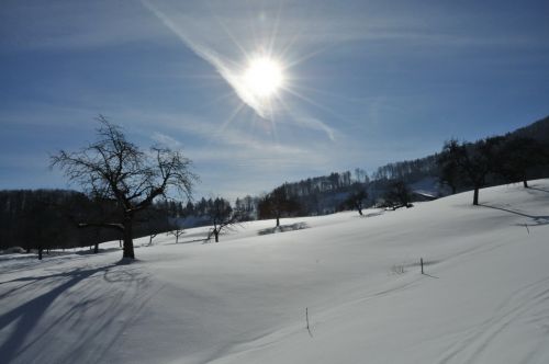Obstbaum-Ski-Feeling!
