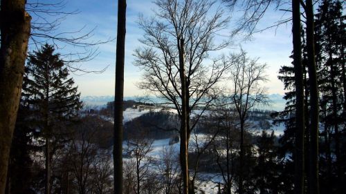 Alpenblick auf der nächsten Jurakrete durch den Wald
