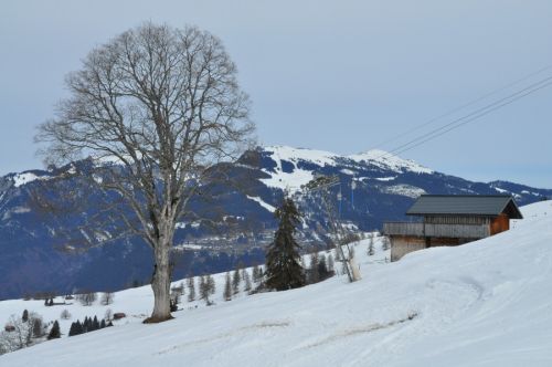 Niederhorn im Hintergrund
