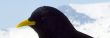 20100417-wengen-0652.jpg