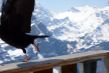 20100417-wengen-0659.jpg