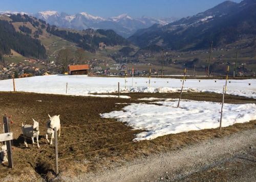 Zweisimmen, 14.3.2014
