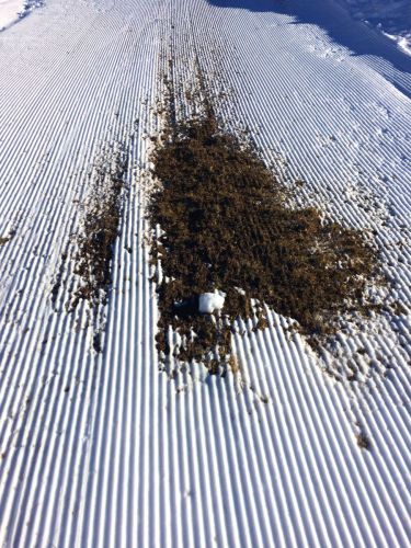 Elsigen/Metsch, 2.12.2015
