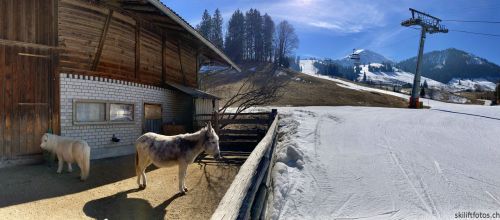Wiriehorn, 8.3.2022
