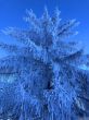 20211222-aeschiallmend-6494.jpg