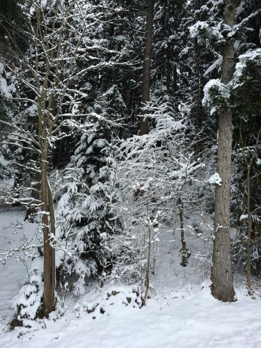 Chuderhüsi, 20. Januar 2015
