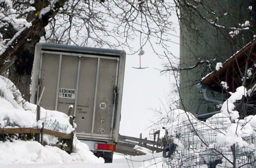 Einsames Gehänge neben Viehtransporter
