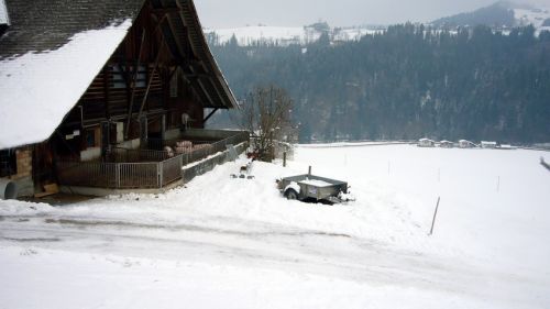 Säuli am Rande der Piste
