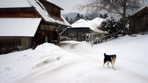 Der Hündu hätte den Fotografen am liebsten in die Wade gebissen
