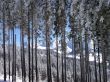 20090219-c-selital-0443.jpg