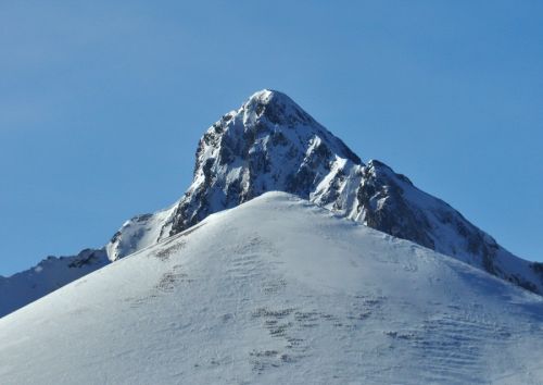 Ochse (?), 1. März 2010

