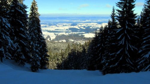 Viele nette Waldschneisen
