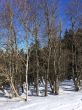 20150219-rueschegg-7303.jpg