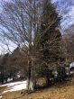 20150314-a-corbatiere-9190.jpg