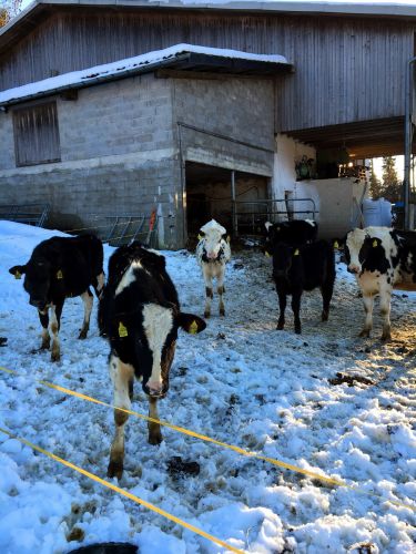23. Januar 2016
