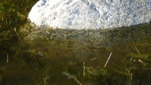 Seeehr früh für Kaulquappen (Teich in der Nähe der Talstation) - wenn das bloss gut geht...
