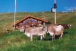 19990801-kuehe-milez.jpg