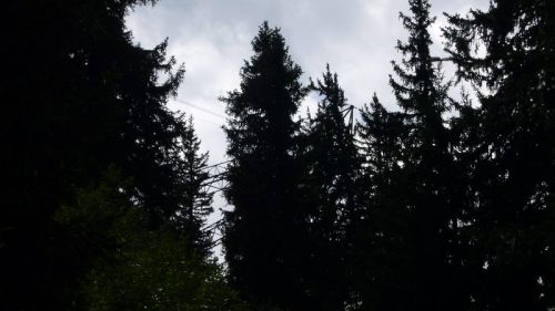 Wanderung auf die Alp Tgomim Juli 2007: Was macht sich denn da durch die Bäume bemerkbar...?
