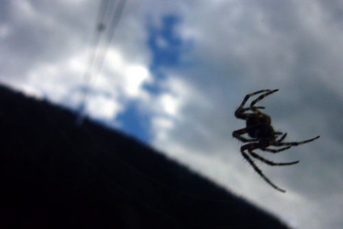 Diese Spinne an der Tgom-Kabine ist genial: Macht täglich mehrmals die 600 Höhenmeter vom Rhein bis oben und spinnt bei voller Fahrt ihr Netz
