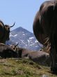 20060717-sedrun-tgom-a1106.jpg