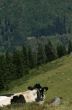 20060717-sedrun-tgom-b1915.jpg
