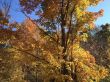 20131013-b-butternut-1199.jpg