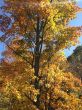 20131013-b-butternut-1200.jpg