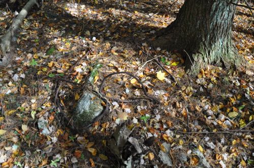 Spuren im Wald
