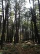 20131011-b-woodstock-0300.jpg