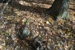 20131011-b-woodstock-0314.jpg