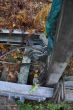 20131011-b-woodstock-0342.jpg