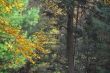 20131011-b-woodstock-0346.jpg