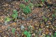 20131011-b-woodstock-0351.jpg